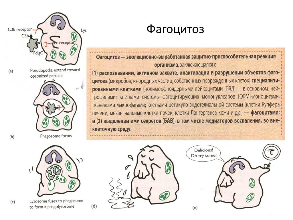 Воспаление фагоцитоз лейкоцит безразличный раздражитель микроворсинка. Процесс фагоцитоза рисунок. Фагоцитоз краткий конспект. Рис.54 фагоцитоз схема. Фагоцитоз воспаление патофизиология.