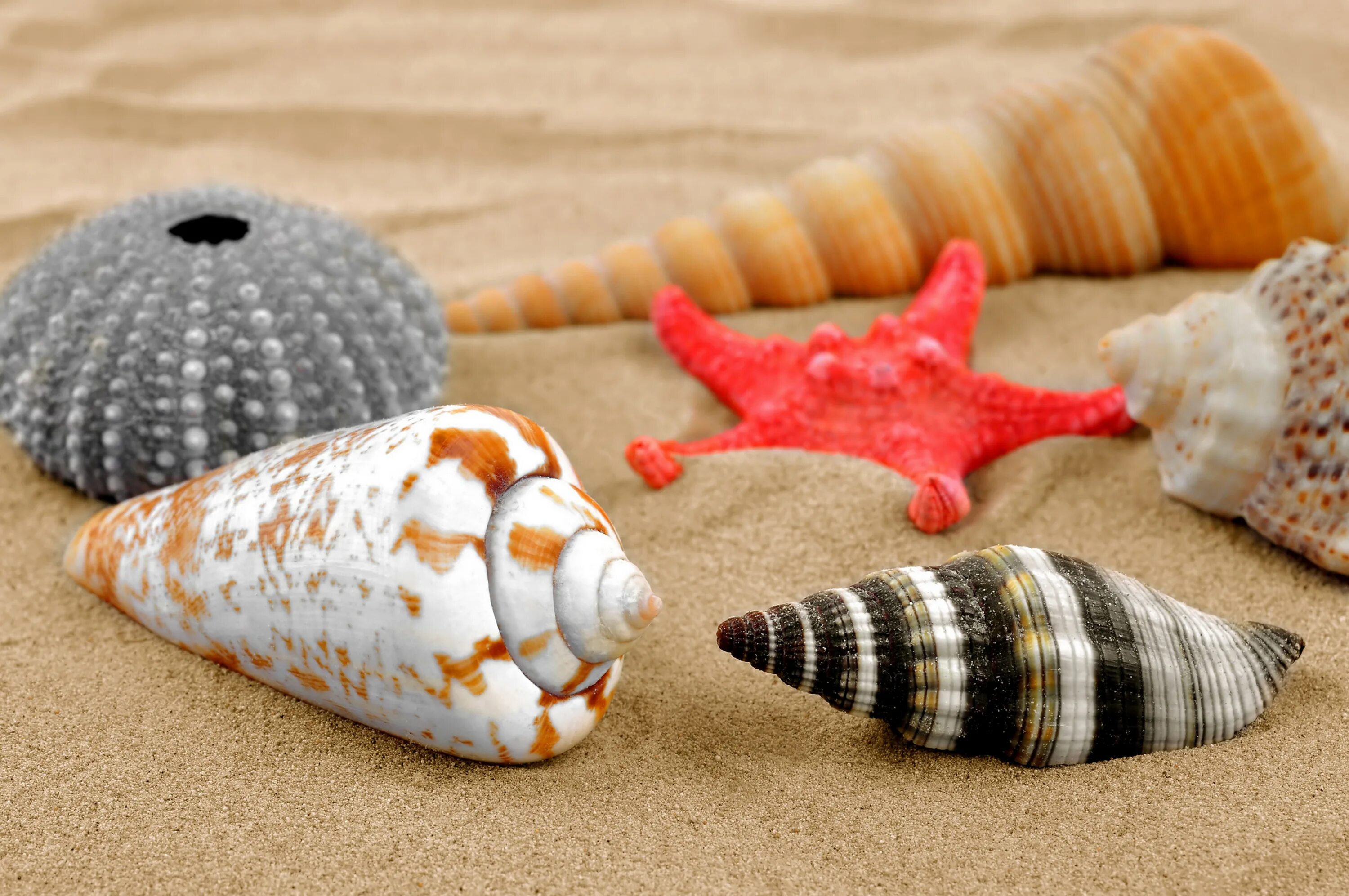 Sea shell