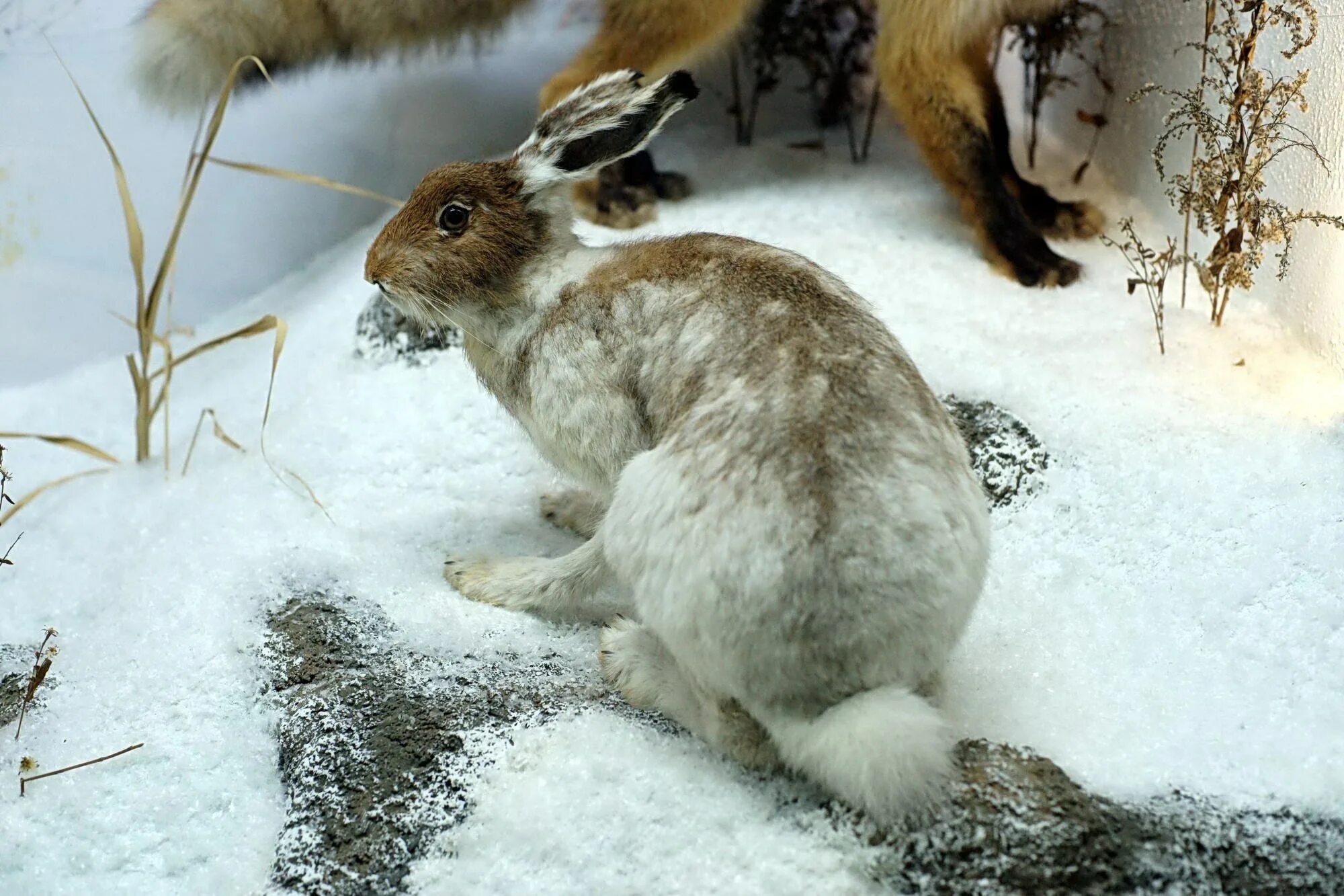 Линька в какое время года. Заяц-беляк lepus timidus. баргузинский заповедник заяц беляк. заяц беляк в тайге. заяц беляк линька.