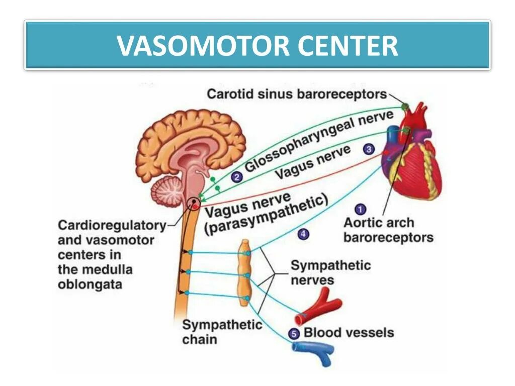 Дыхательный и сосудодвигательный центры расположены в. Сосудодвигательный центр. Сосудодвигательный центр физиология. Baroreceptor Reflex.