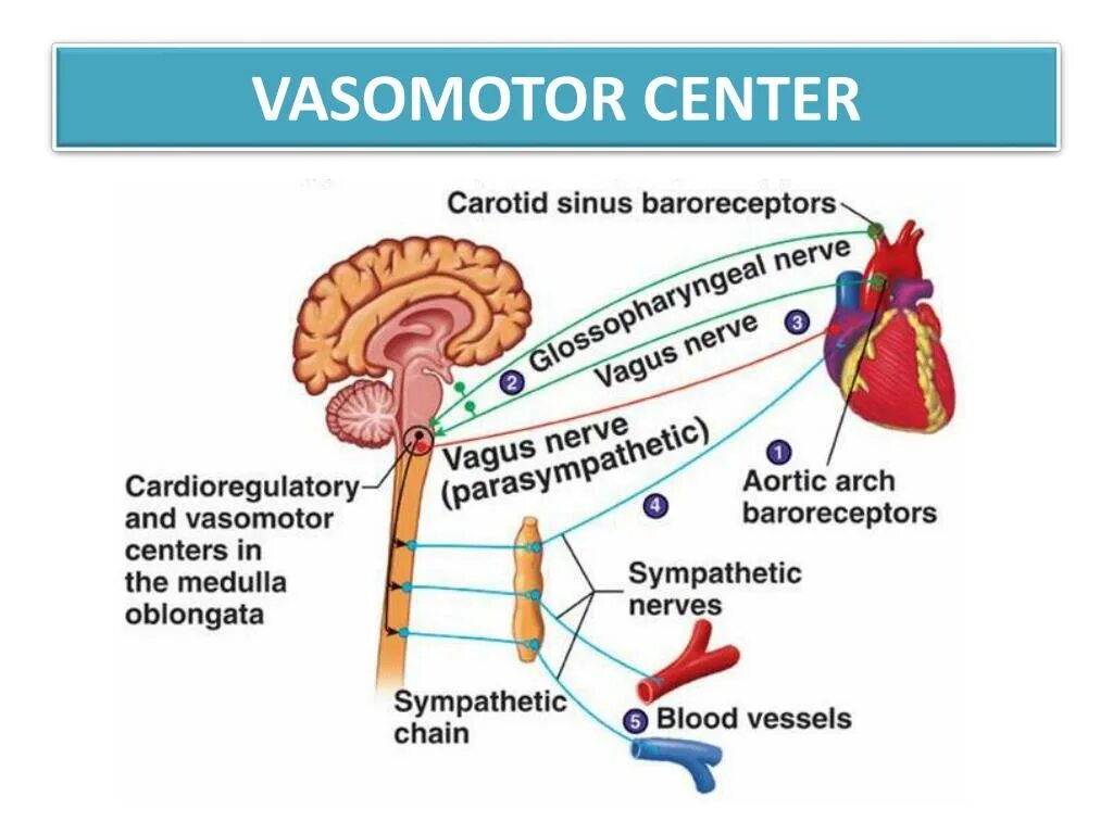 Дыхательный и сосудодвигательный центры расположены в. Сосудодвигательный центр. Сосудодвигательный центр физиология. Baroreceptor Reflex. Сосудистый центр продолговатого мозга