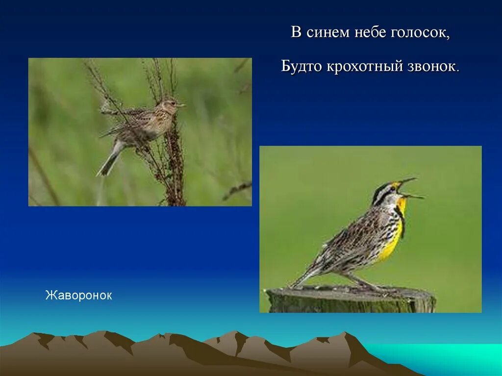 В синем небе голосок. В синем небе голосок будто крохотный звонок. В синем небе голосок будто крохотный звонок. Полевой птица полевой жаворонок. Жаворонок в небе.