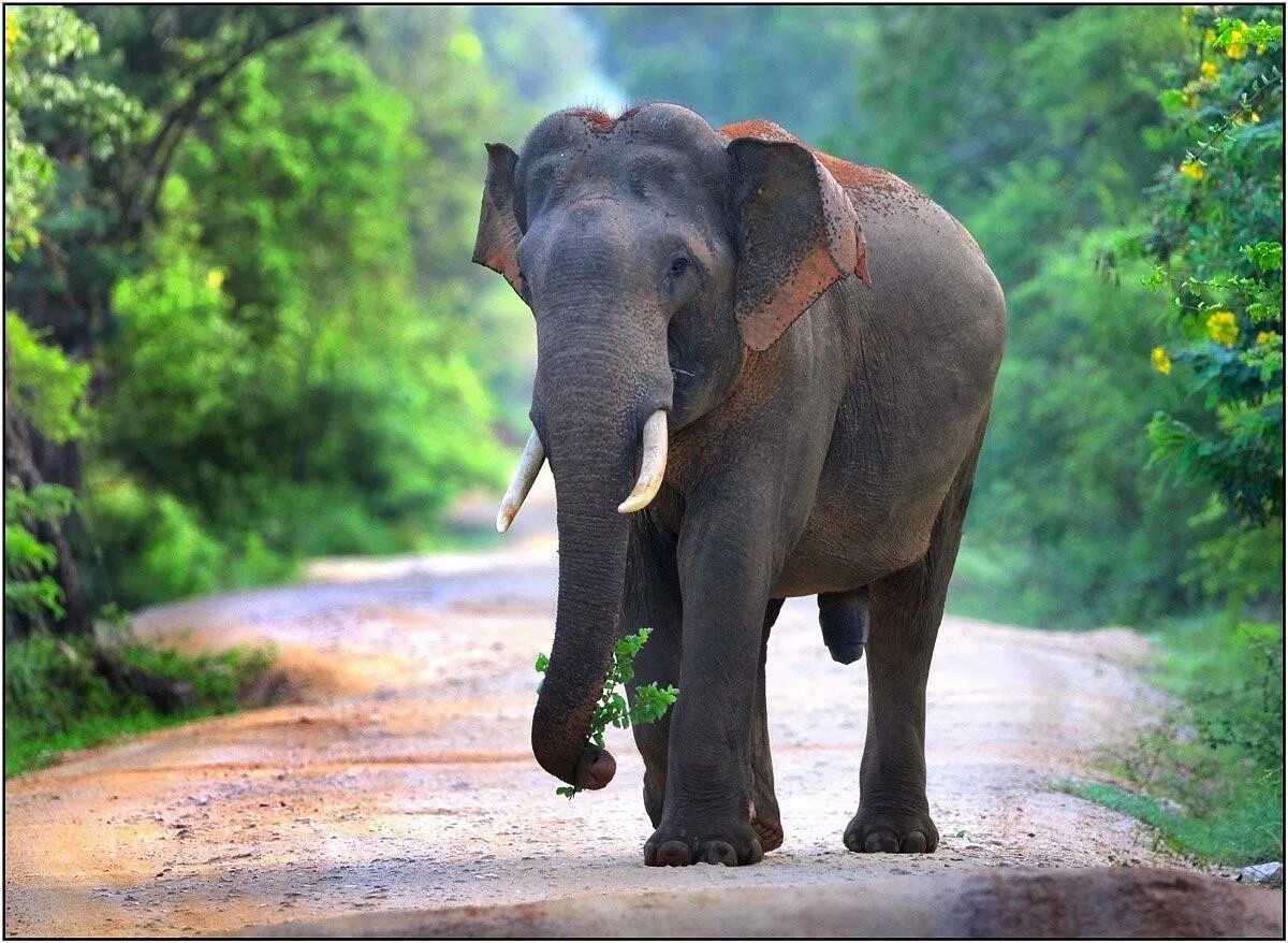 Шри Ланка слон. Слоновий питомник Шри Ланка Пиннавела. Шри Ланка слоны. Шри Ланка слоны Пинавелла.