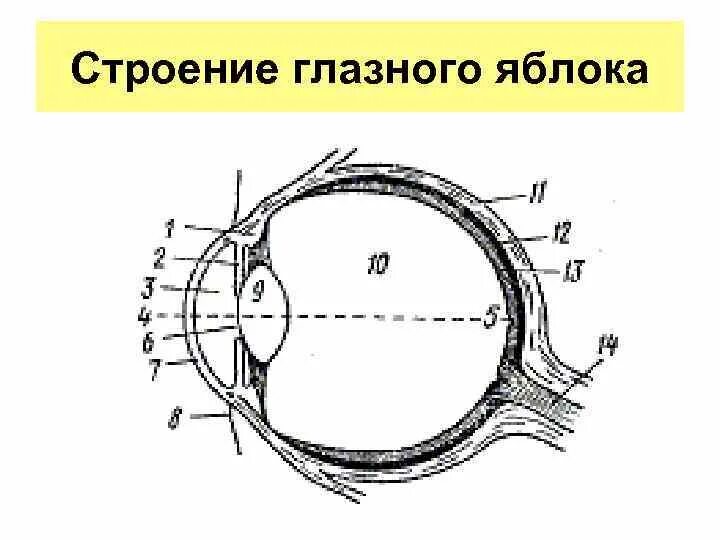 Обозначьте на рисунке строение глаза