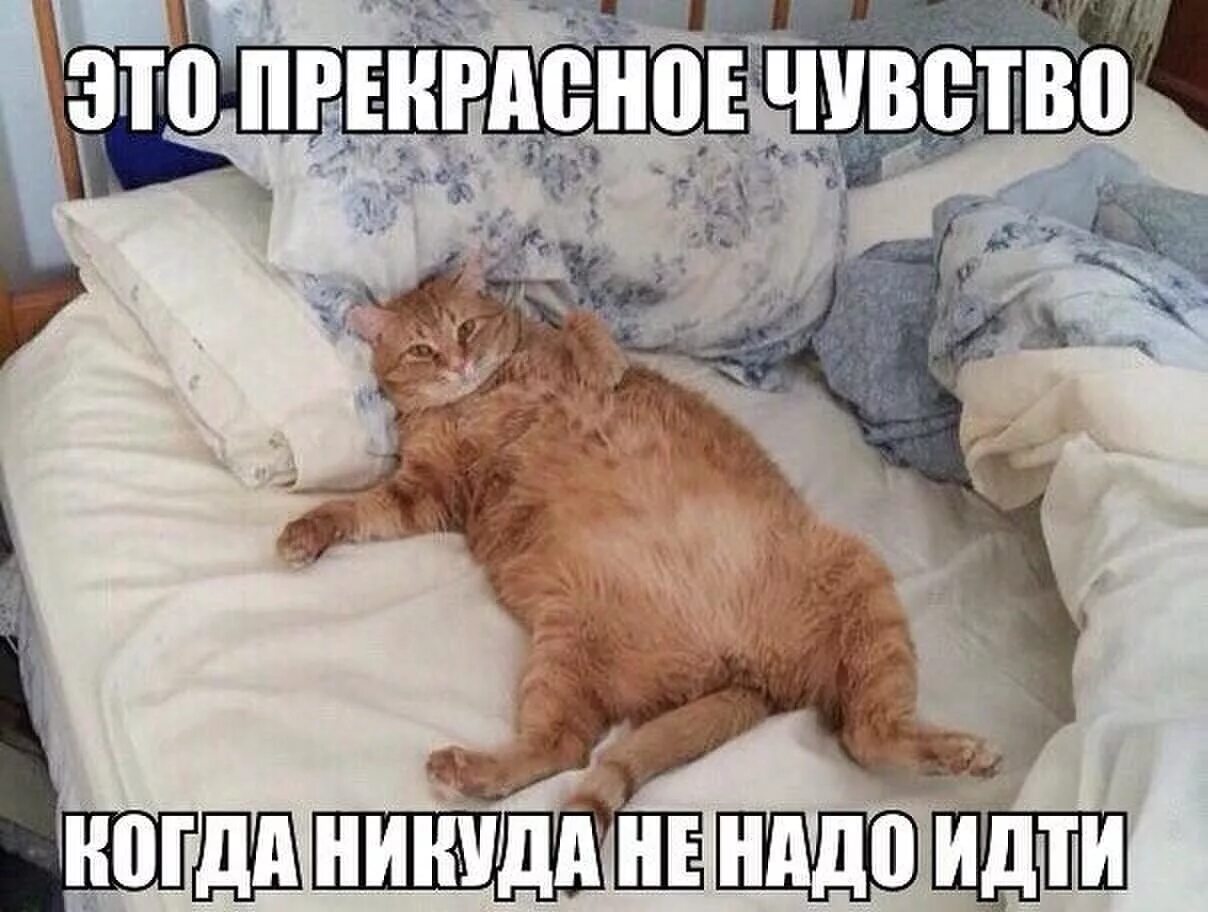 Утром хочется поспать. Кот в кровати. Кошечка в кроватке. Спящий в кроватке котик. Кровать для кошки.