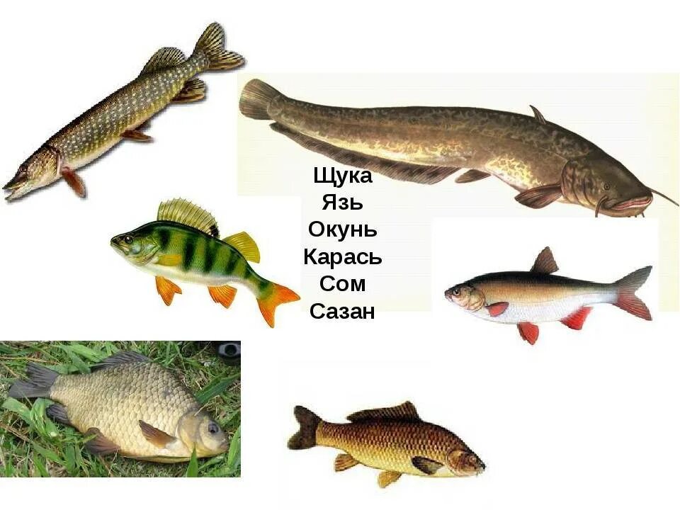 Речные рыбы. Рыбы обитающие в реке. Рыбы средней полосы. Хищные Пресноводные рыбы.