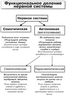 Функциональное деление