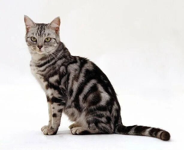 Породы мраморных кошек Bengal cat, Cats, Cat care