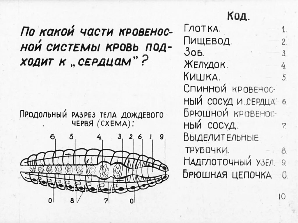 Смотреть диафильм Внутреннее строение дождевого червя