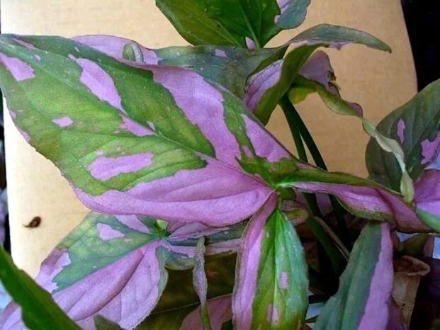 Syngonium Pink Perfection - The Best Pink Indoor Plant? - Thursd in 2022 Plant l