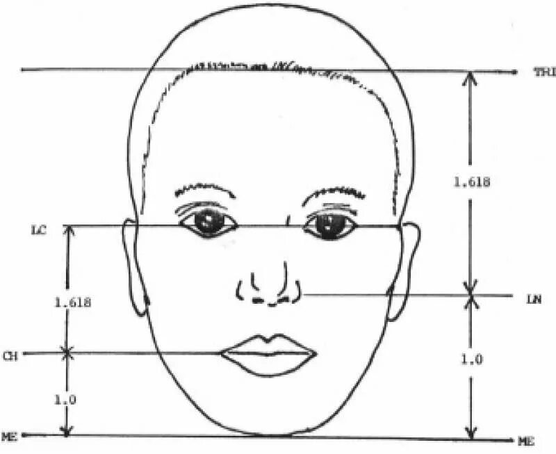 портрет пропорции лица человека. пропорции лица человека сбоку. портрет пропорции построение. рисование портрета эндрю лумис. пропорции рисования портрета.
