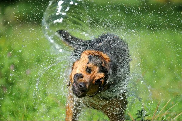 почему собака отряхивается. пес отряхивается от воды. мокрая собака отряхивается. собака брызги. почему собака отряхивается.