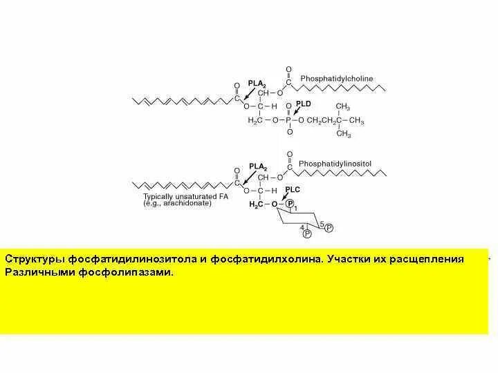 Фосфатидилхолин под действием фосфолипазы а2. Расщепление лецитинов под влиянием фосфолипаз. Расщепление фосфатидилхолина. Расщепление фосфолипаз. Фосфатидилхолин это