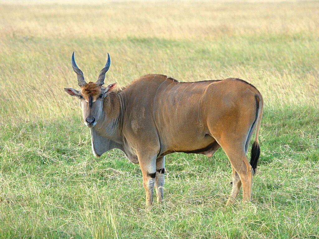 Антилопы в какой природной зоне. Антилопа Канна. Канна Taurotragus Oryx. Иланд (Канна).. Taurotragus Oryx - Канна (антилопа).