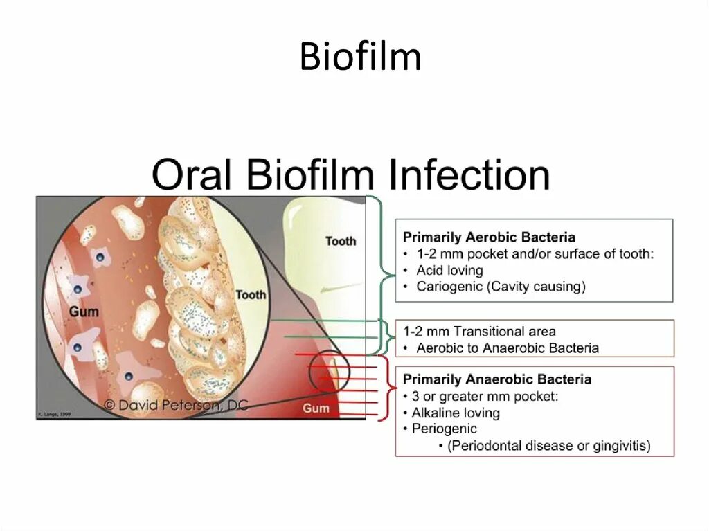 Биофилм. Tooth biofilm formation. Biofilm для чего.