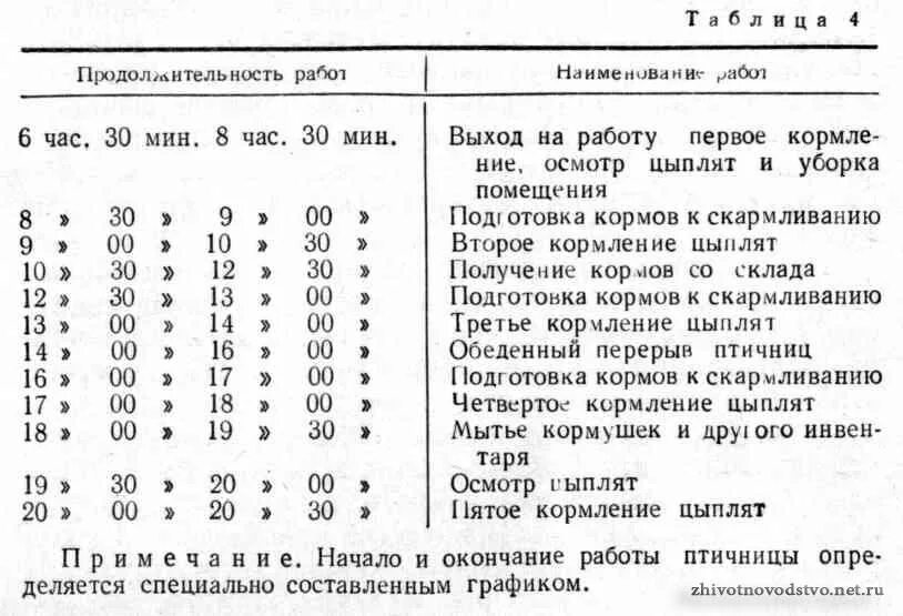 Пропойка цыплят бройлеров с 1 дня жизни. Таблица кормления цыплят. цыплята кормление с первых дней жизни. схема пропойки цыплят несушек с первого дня. чем кормить цыплят с первых дней жизни.