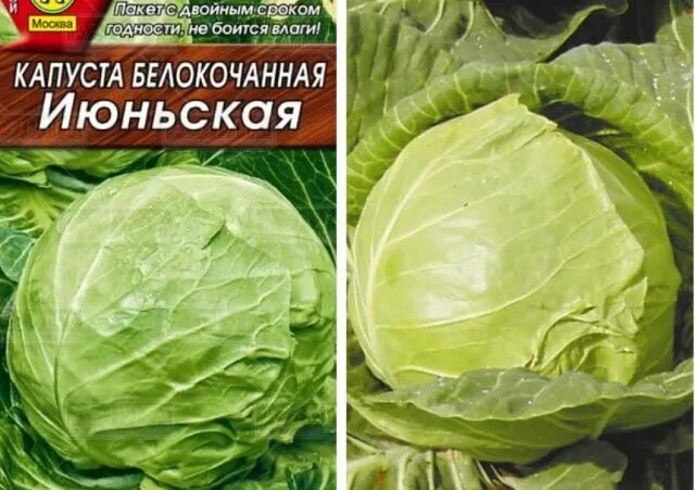 Семена Капуста б/к F1 Герцогиня: описание сорта, фото - купить с доставкой или п