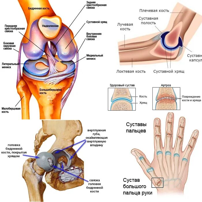 Названия суставов человека. Суставы человека. Схема суставов человека. Суставы названия и расположение. Крупные суставы.