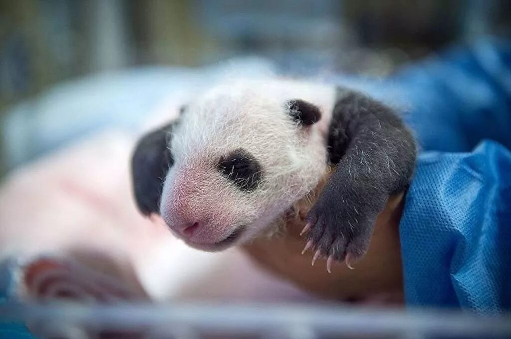 Родившийся детеныш панды. Большая Панда новорожденный. Панда с детёнышем. Детёныш панды новорожденный. Детёныши панды Новорожденные.