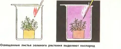 Какие растения выделяют сок