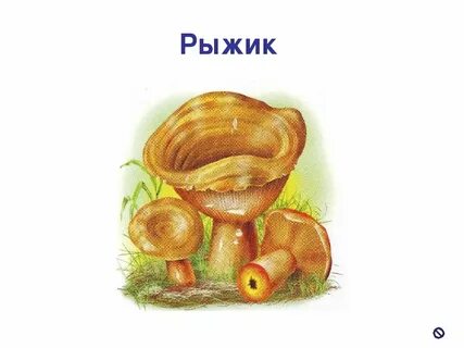 Гриб рыжик картинка для детей