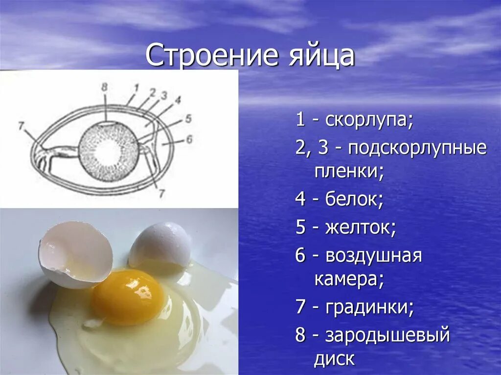 Функция желтка. Строение скорлупы яйца птицы. Строение белка яйца. Желток белок строение яйца. Строение скорлупы куриного яйца.
