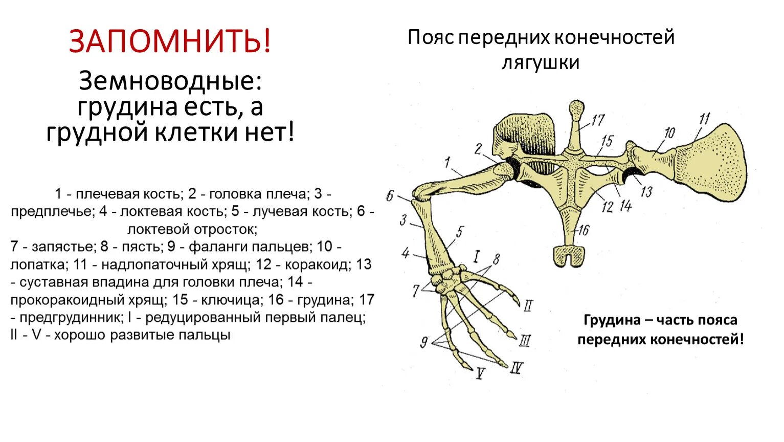 Кости передней конечности земноводных