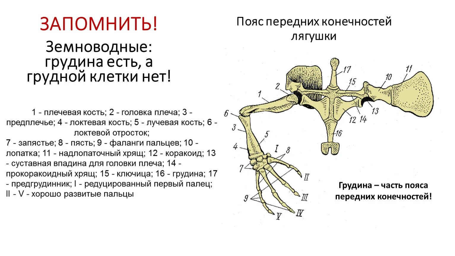 Строение поясов конечностей лягушки. Кости пояса верхних конечностей лягушки схема. Скелет пояса верхних конечностей у лягушки. Пояс верхних конечностей плечевой пояс лягушки.