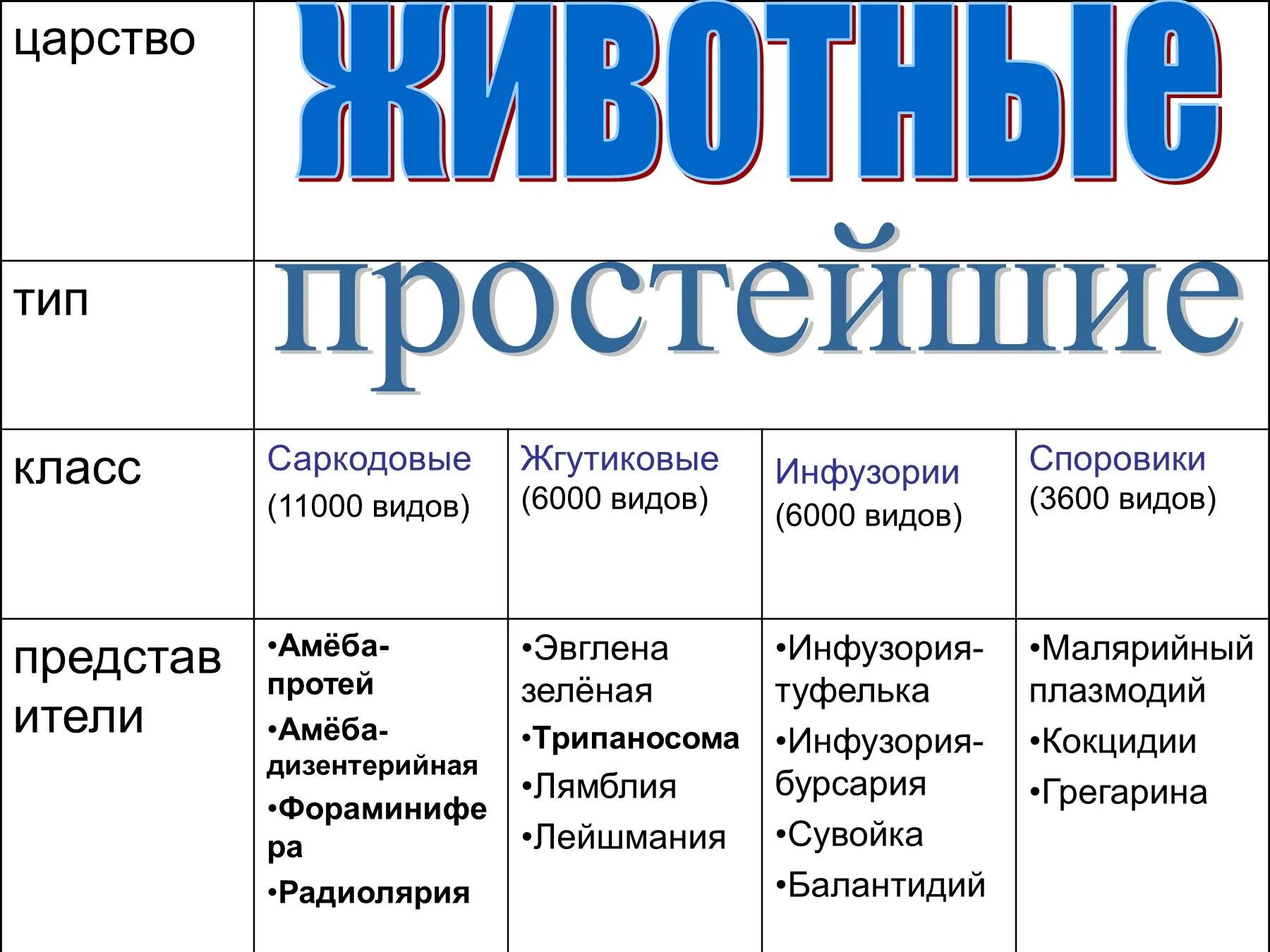 Особенности группы простейших. Таблица признаки Саркодовые жгутиковые инфузории Споровики. Тип простейшие жгутиковые таблица. Таблица по биологии 7 класс инфузории. Таблица по биологии 7 класс простейшие жгутиконосцы инфузории.