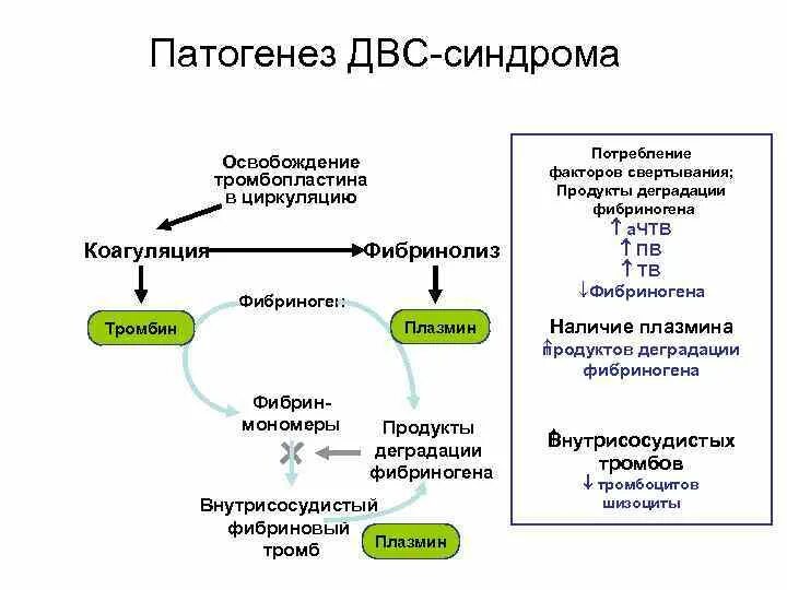 Развития двс синдрома. Патогенез развития ДВС синдрома. Механизм развития 2 стадии ДВС синдрома. Патогенез ДВС синдрома схема. Механизм развития 1 стадии ДВС синдрома.