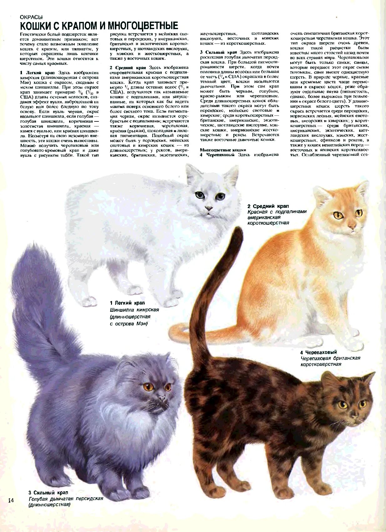 Расцветки кошек. Типы окраски кошек. Порода и окрас кошек. Расцветки шерсти кошек. Типы окрасов кошек