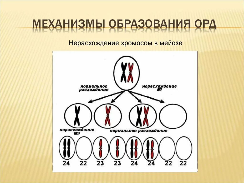 Нарушение сцепленного наследования в какой фазе мейоза. Нерасхождение хромосом схема. нерасхождения хромосом в мейозе. нарушение расхождения хромосом в мейозе. нерасхождение хромосом при мейозе.