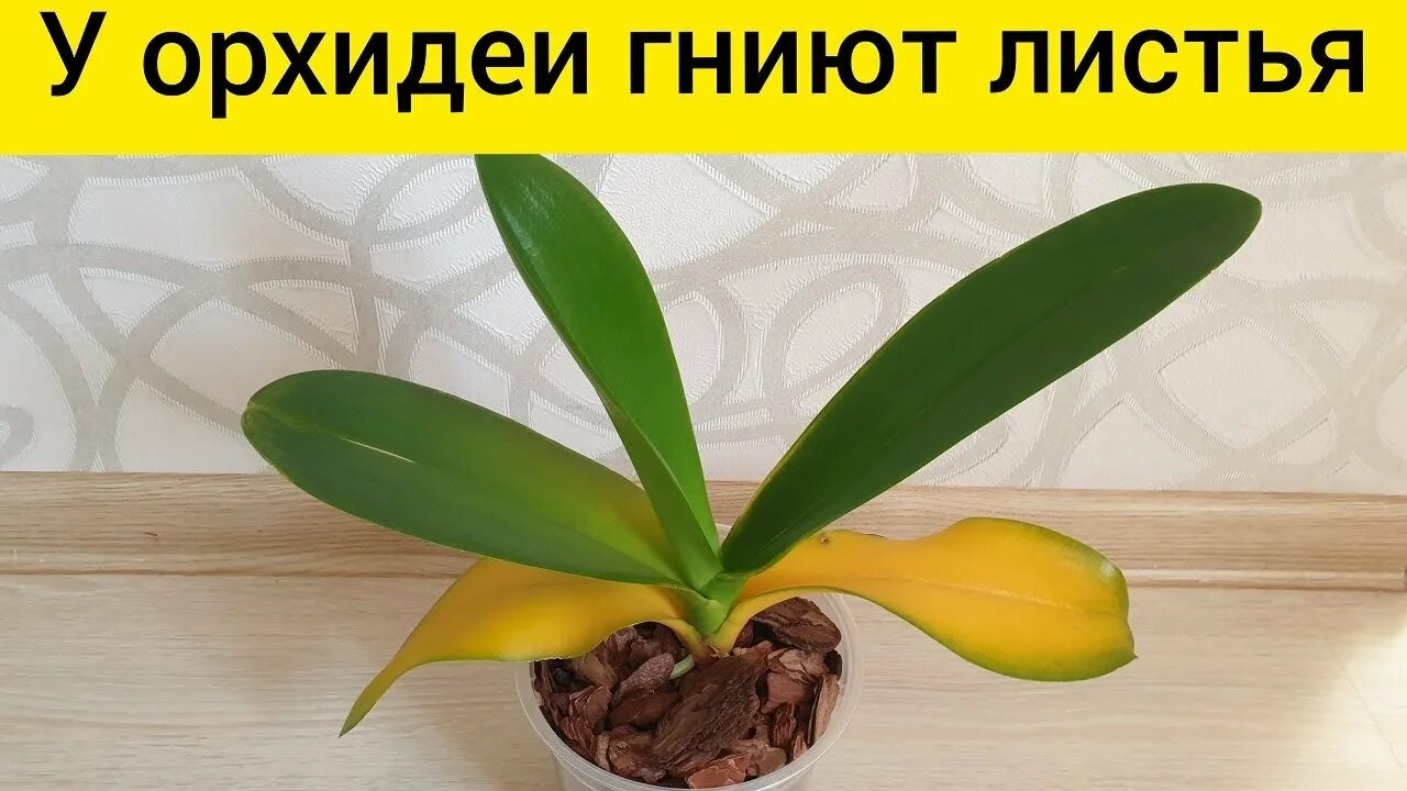 Орхидея желтые листья что делать. Орхидея фаленопсис пожелтели листья. гниют листья у орхидеи. желтеют листья у орхидеи. почему желтеют листья у орхидеи.