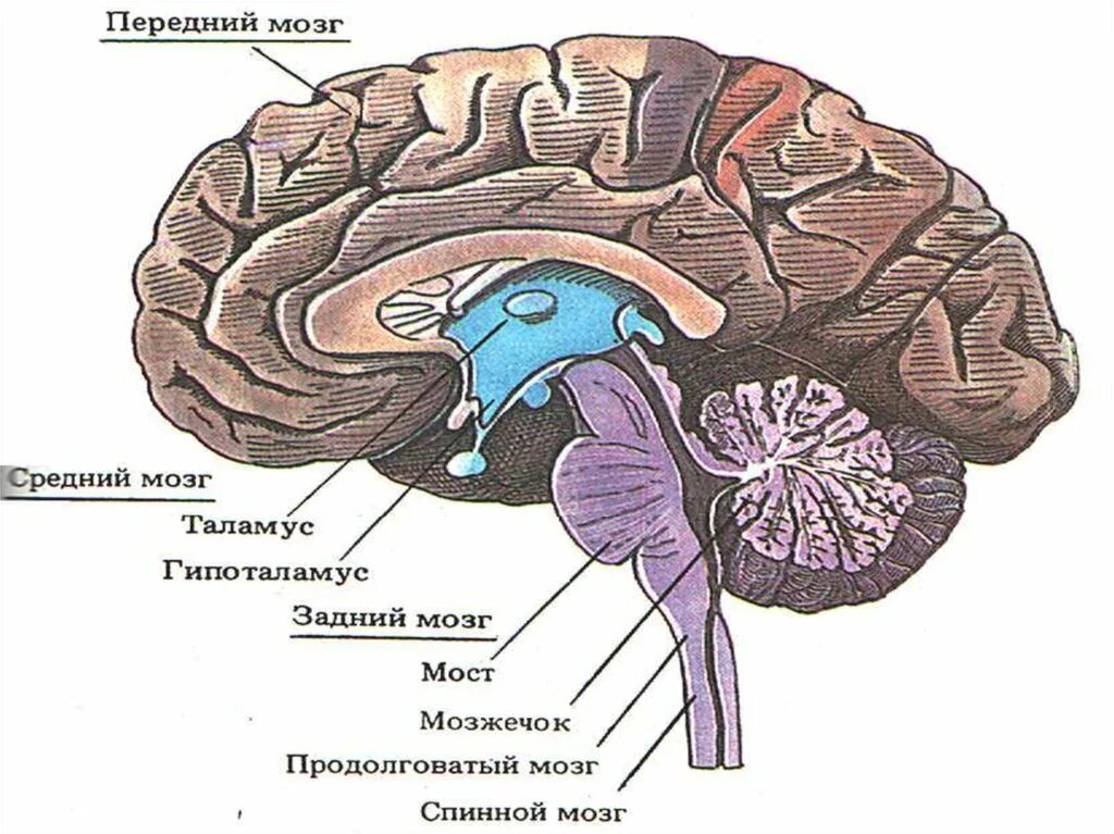 Как головной мозг связан с органами тела. Отделы головного мозга продолговатый мозг. Отделы головного мозга передний средний задний. Головной мозг продолговатый средний задний промежуточный. Продолговатый задний средний промежуточный мозг.