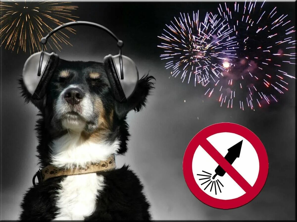 Собака боится салюта. Собака боится фейерверков что делать. Собака боится салюта. Собака и салют. Животные и салют.