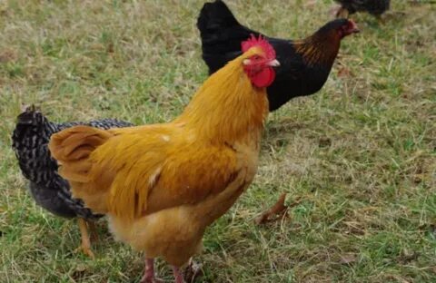 Big chicken