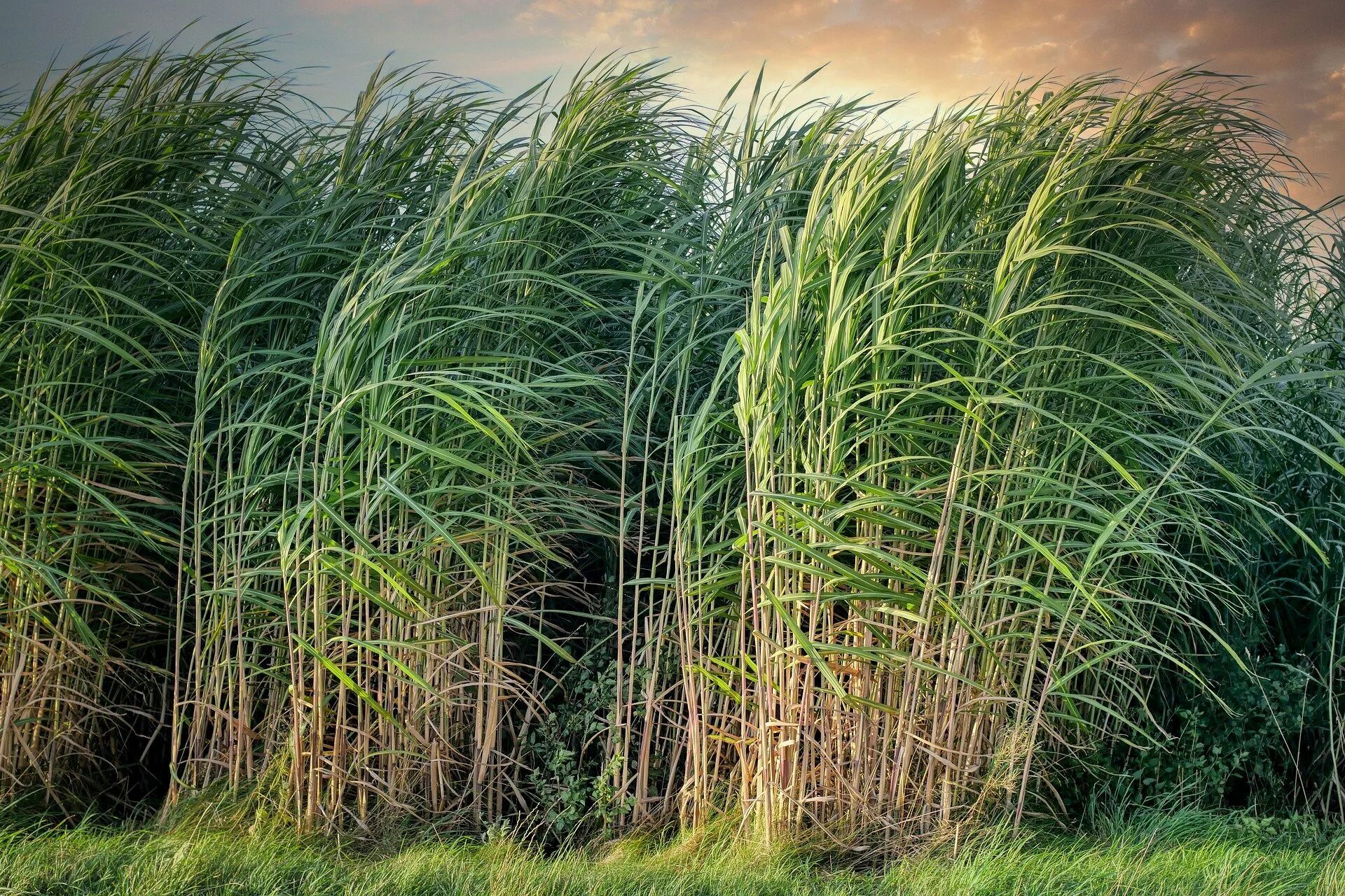 Сахарный тростник содержит 9. Тростник phragmites Australis. Тростник Южный phragmites Australis. Сахарный тростник раввенский. Тростниковый сахар растение.