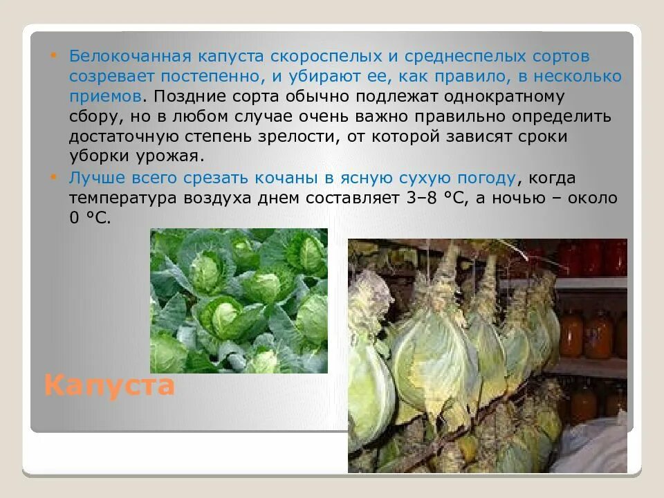 При какой температуре выращивать капусту. Хранение капусты. Срок хранения капусты белокочанной. Технология уборки и хранения урожая культурных растений. Хранение белокочанной капусты.