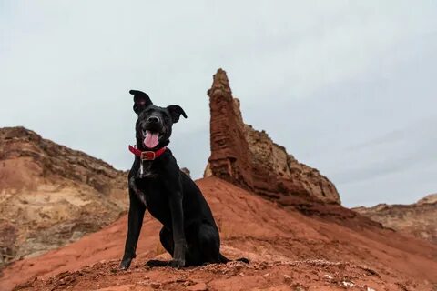 Dogs обзор