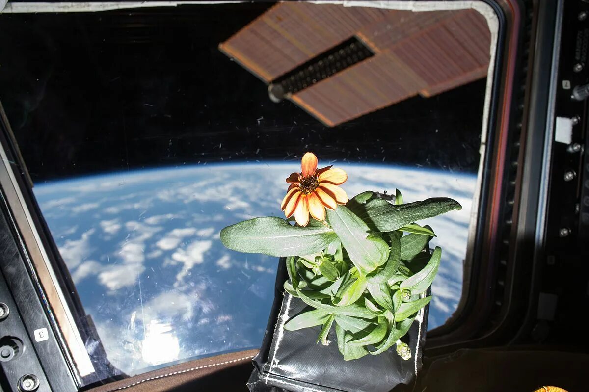 Циния на МКС. Оранжерея Veggie МКС. Растения в космосе. Растения на МКС. Space plants