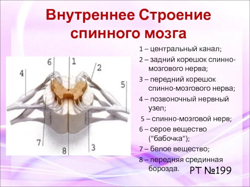 Строение 8. Наружное и внутреннее строение спинного мозга. Спинной мозг человека строение спинномозговой канал. Центральный канал спинного мозга функции. Внутреннее строение спинного мозга анатомия.