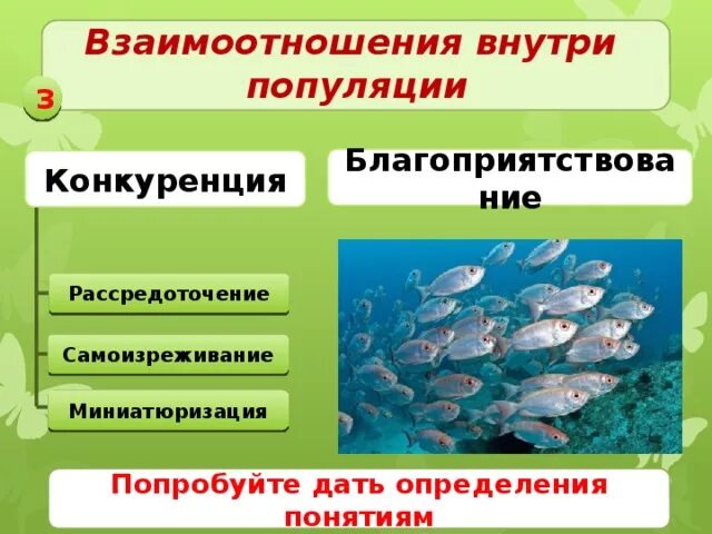 Взаимоотношения организмов в популяциях. Взаимодействия внутри популяций. Взаимодействие организмов в популяции. Взаимодействие организмов внутри популяции. Взаимоотношения внутри популяции.