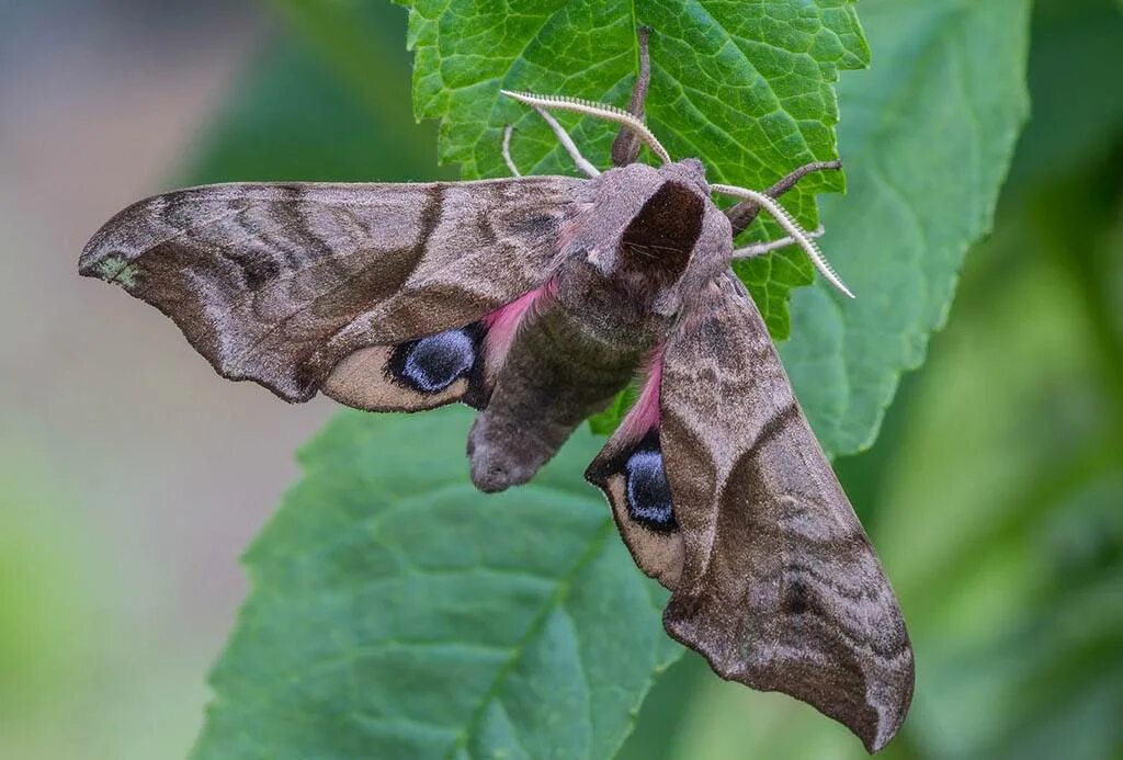 Бражник это кто. Глазчатый Бражник бабочка. Бражник глазчатый (Smerinthus ocellatus). Бражник глазчатый гусеница. Бражник вьюнковый бабочка.