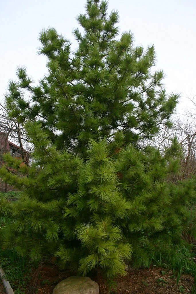 Сибирский кедр (pinus sibirica du tour). Сосна кедровая сибирская шишка. Сосна кедровая европейская глаука. Сибирская сосна кедр шишка. Сосна сибирская кедр сибирский.