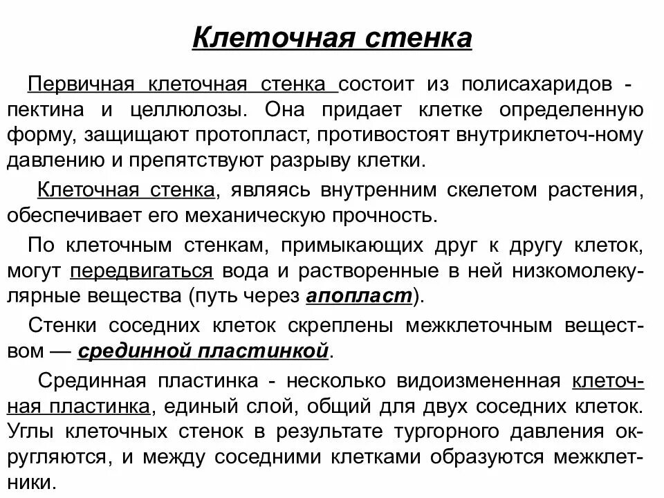 Придает клетке прочность и определяет ее форму