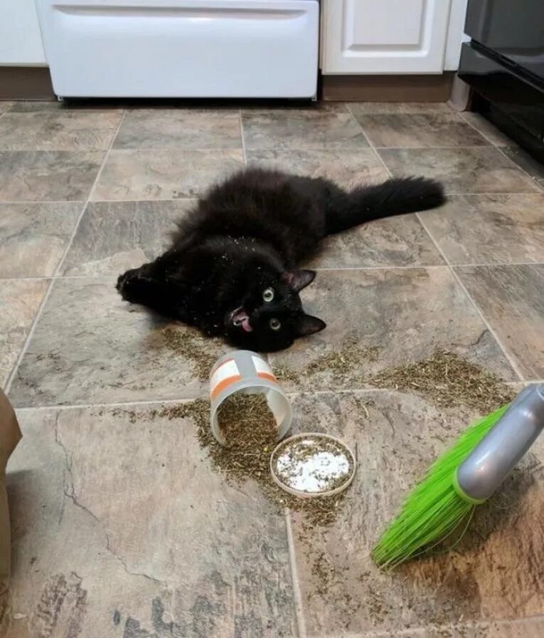 Пришел покормить кота а тут клининг