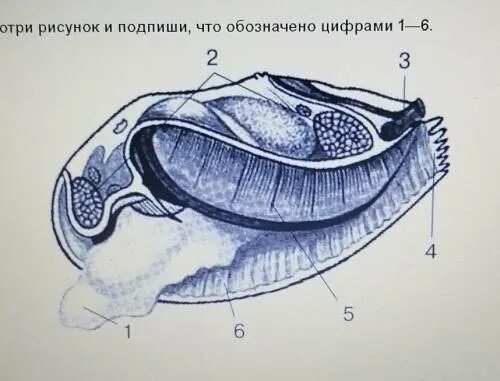 Что обозначено цифрами 1 6. Что обозначено цифрами 1 6