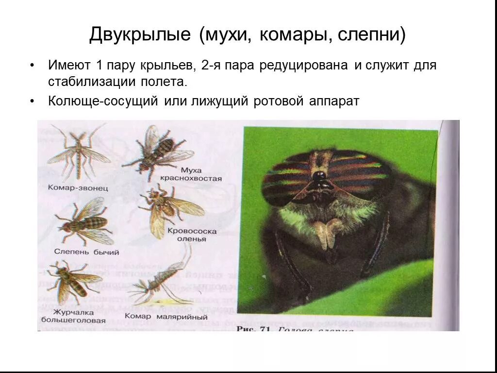 Двукрылые тип превращения. Двукрылые насекомые тип ротового аппарата. двукрылые мухи комары слепни. тип нотового опарата двухкрылце. тип ротового аппарата у двукрылых.