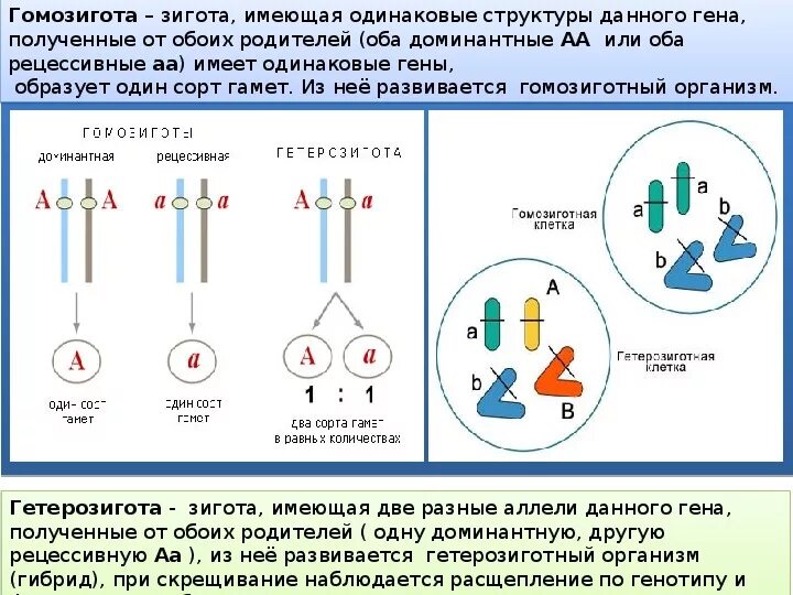 Какой генотип имеет рецессивная дигомозигота