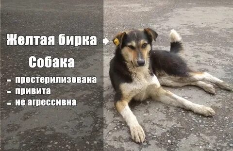 Желтая бирка на ухе у собаки